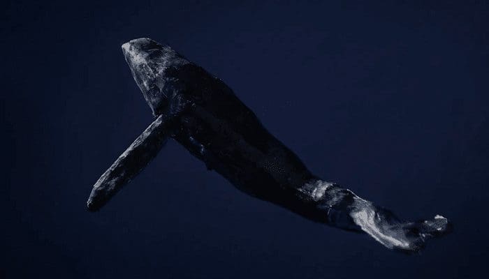Bitcoin whales blijven massaal accumuleren, derde grootste BTC whale kocht ook de dip