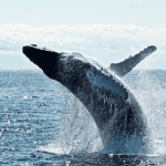 Bitcoin whales slaan massaal in, kochten maar liefst $367 miljard aan BTC in de afgelopen 25 dagen