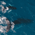 Bitcoin whales slokken alles op, maar is dit bullish of bearish voor de koers