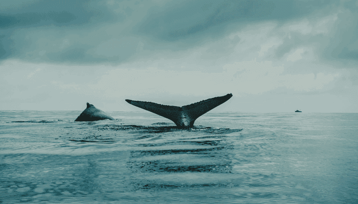 Het aantal whales met minimaal 100.000 bitcoin stijgt! John bekijkt de koers van ethereum, axie infinity en meer