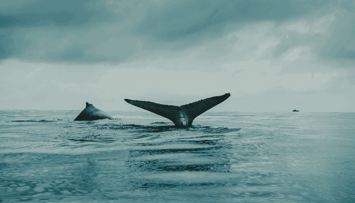 Bitcoin_whales_verkopen_enorme_hoeveelheden_BTC_in_februari_waarom Het aantal whales met minimaal 100.000 bitcoin stijgt! John bekijkt de koers van ethereum, axie infinity en meer