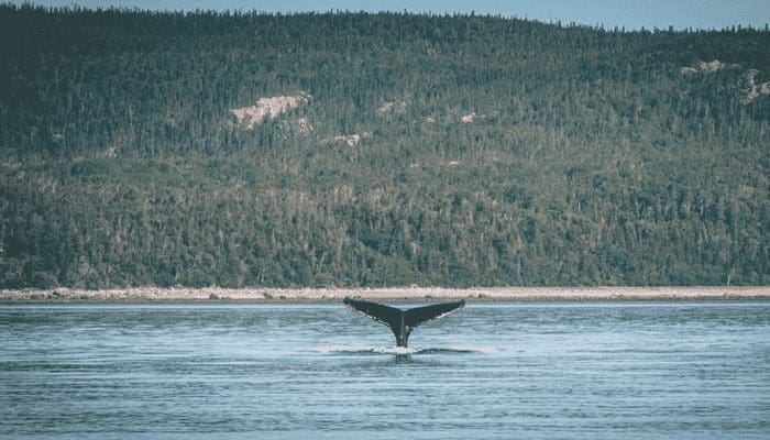 Bitcoin whales verkopen massaal, nieuwe daling aanstaande?