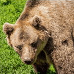 Bitcoins (BTC) piek van $9.500 kan een lagere high zijn, deze analisten zijn short-term bearish