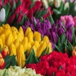 Britse toezichthouder waarschuwt tegen ongeregistreerde bitcoin bedrijven, noemt crypto tulpenmanie