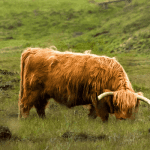 Bullish voor ripple (XRP) en bitcoin (BTC) ETF Crypto supporter Gary Gensler nu voorzitter SEC