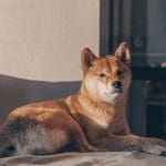 CEO van Three Arrows Capital, Su Zhu, spreekt lovend over dogecoin (DOGE)