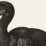 DODO, een gedecentraliseerde exchange, getroffen door hack Miljoenen dollars verdwenen