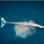 Data over bitcoin (BTC) whales toont welke prijsniveaus we in de gaten moeten houden