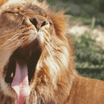 “DeFi eet de financiële wereld op,” zegt Kraken, die nu ook een Chainlink node draait