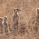 DeFi hack van $31 miljoen krijgt rare wending, is het geld toch niet verloren