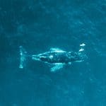 Derde grootste bitcoin whale kocht BTC tijdens crash, ook kleinere hodlers nemen in aantallen toe