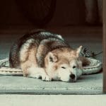 Dogecoin (DOGE) eindigt DogeDay met staart tussen de benen, daalt 33%