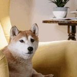 Dogecoin (DOGE) koers gaat er weer vandoor en stijgt met 80% naar nieuwe ATH, wat zit hierachter