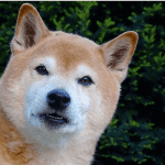 Dogecoin (DOGE) koers schiet 20% omhoog door TikTok viral challenge