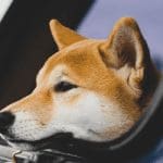Dogecoin (DOGE) koers stijgt weer hard en dat komt door dit mooie nieuws!