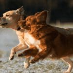 Dogecoin (DOGE) koers zet weer nieuwe record na notering op crypto beurs van Winklevoss tweeling