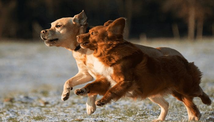Dogecoin (DOGE) koers zet weer nieuwe record na notering op crypto beurs van Winklevoss tweeling