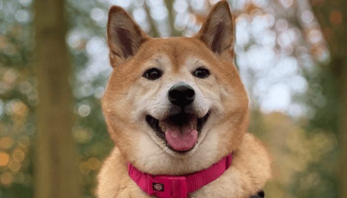 Dogecoin (DOGE) kopen op Bitvavo kan vanaf vandaag!