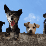 Dogecoin (DOGE) maakt zich op voor grote dag, vestigt nieuw record wordt de $1 bereikt