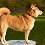 Dogecoin (DOGE) schiet nog eens 50% omhoog, Twitter waarschuwt voor FOMO en manipulatie