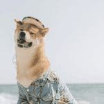 Dogecoin (DOGE) was bijzonder belangrijk voor Robinhood in Q2, investeerder maakt zich zorgen