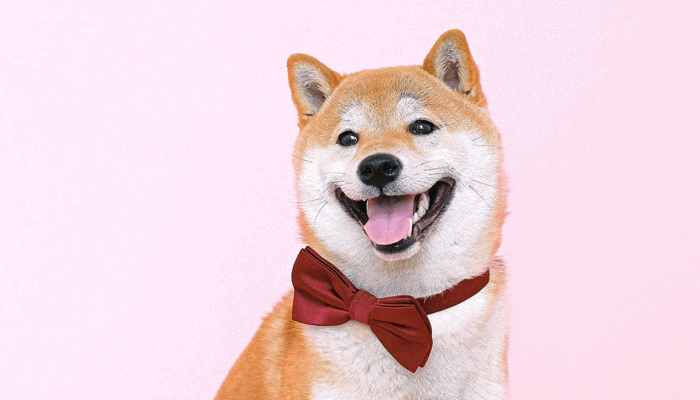 Dogecoin Foundation eist dat Dogecoin 2.0 van naam verandert, DOGE2 koers schiet 250% omhoog