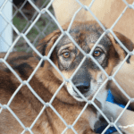 Dogecoin gaat echte honden helpen - Dit dierenasiel accepteert nu bitcoin, ether, litecoin, DOGE en meer