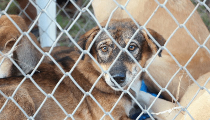 Dogecoin gaat echte honden helpen - Dit dierenasiel accepteert nu bitcoin, ether, litecoin, DOGE en meer