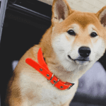 Dogecoin is beter dan bitcoin voor betalingen, zegt Elon Musk