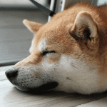 Dogecoin koers stijgt na geruchten over DOGE futures op CME, maar is het nepnieuws