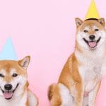 Dogecoin zakt verder, maar deze spin-off stijgt 22.000% en levert Ethereum oprichter Vitalik Buterin miljarden