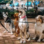 Elon Musk: Dogecoin (DOGE) is de meest geschikte cryptocurrency voor het gebruik als betaalmiddel