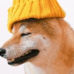 Elon Musk wil Dogecoin (DOGE) op Coinbase, koers stijgt