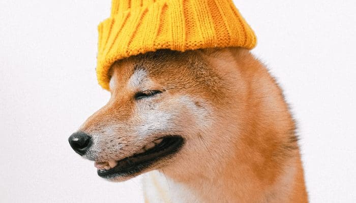 Elon Musk wil Dogecoin (DOGE) op Coinbase, koers stijgt