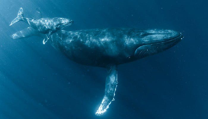Ethereum whales kopen $4,5 miljard aan ETH in 30 dagen