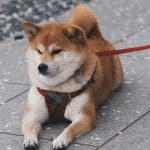 Ethereum (ETH) oprichter haalt Dogecoin uitspraak van Elon Musk onderuit