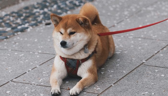 Ethereum_ETH_oprichter_haalt_Dogecoin_uitspraak_van_Elon_Musk_onderuit Ethereum (ETH) oprichter haalt Dogecoin uitspraak van Elon Musk onderuit