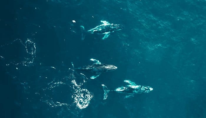 Ethereum (ETH) staat op punt ATH te breken whales en miners verzamelen groots en meer bullish signalen