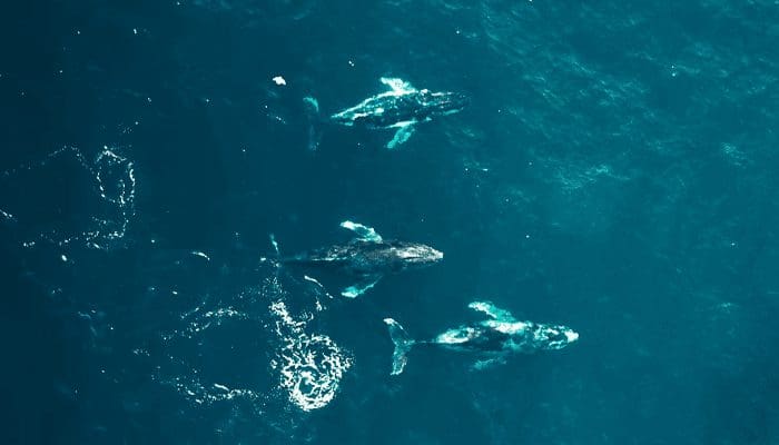 Ethereum_ETH_staat_op_punt_ATH_te_breken_whales_en_miners_verzamelen_groots_en_meer_bullish_signalen Ethereum (ETH) staat op punt ATH te breken whales en miners verzamelen groots en meer bullish signalen