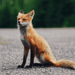 Ethereum (ETH) wallet MetaMask bereikt 10 miljoen maandelijkse actieve gebruikers