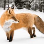 Ethereum (ETH) wallet MetaMask nu vijf miljoen maandelijkse gebruikers door explosie DeFi en NFT's