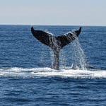 Ethereum (ETH) whale stuurt megabedrag aan ether naar DeFi applicatie