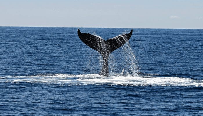 Ethereum (ETH) whale stuurt megabedrag aan ether naar DeFi applicatie