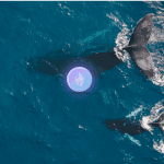 Ethereum in accumulatie fase: hoeveelheid ETH op exchanges neemt af, prijs kan naar $800 stijgen