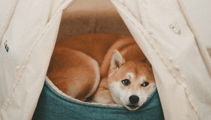 Ethereum_oprichter_Vitalik_Buterin_onthult_dat_hij_miljoenen_verdiende_met_zijn_Dogecoin_DOGE_investering Ethereum oprichter Vitalik Buterin onthult dat hij miljoenen verdiende met zijn Dogecoin (DOGE) investering