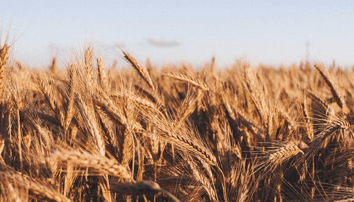 Fundamentele analyse Maximaliseer je DeFi winst met Wheat Token