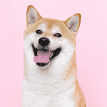 GameStop gekte slaat over op dogecoin (DOGE), maar wat gebeurt er nu eigenlijk