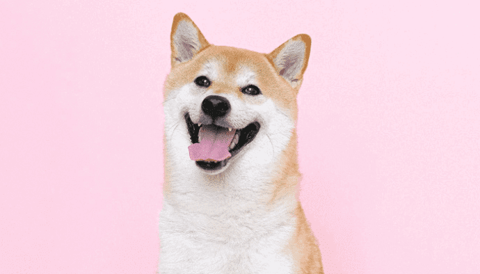 GameStop gekte slaat over op dogecoin (DOGE), maar wat gebeurt er nu eigenlijk