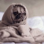 Geen Dogecoin (DOGE) meer voor Thailand SEC verbiedt meme crypto en meer