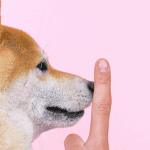 Is shiba inu (SHIB) uitgebodemd? John kijkt verder naar bitcoin, solana en meer!
